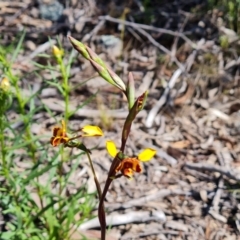 Diuris semilunulata at Tuggeranong DC, ACT - 8 Oct 2021