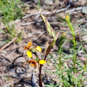 Diuris semilunulata at Tuggeranong DC, ACT - 8 Oct 2021