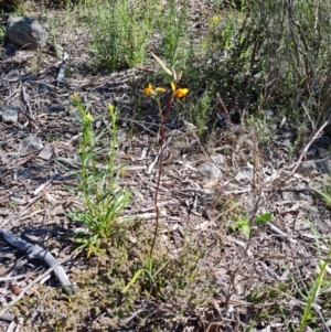 Diuris semilunulata at Tuggeranong DC, ACT - 8 Oct 2021