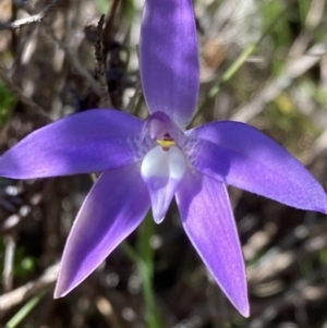 Glossodia major at Kambah, ACT - suppressed