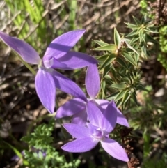 Glossodia major at Kambah, ACT - 7 Oct 2021