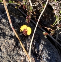 Bossiaea buxifolia (Matted Bossiaea) at Chifley, ACT - 7 Oct 2021 by George