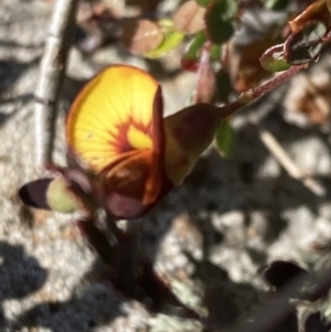 Bossiaea buxifolia at Chifley, ACT - 7 Oct 2021