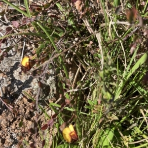 Bossiaea buxifolia at Chifley, ACT - 7 Oct 2021