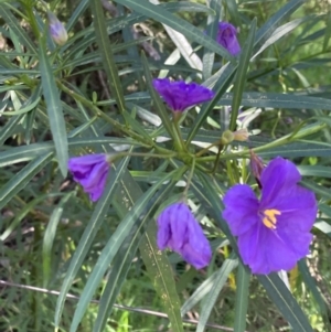 Solanum linearifolium at Torrens, ACT - 4 Oct 2021 10:57 AM