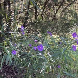 Solanum linearifolium at Torrens, ACT - 4 Oct 2021