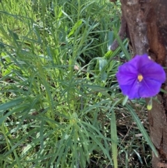 Solanum linearifolium at Torrens, ACT - 4 Oct 2021 10:57 AM