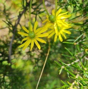 Senecio madagascariensis at O'Malley, ACT - 8 Oct 2021