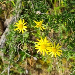 Senecio madagascariensis at O'Malley, ACT - 8 Oct 2021