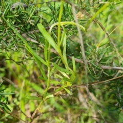 Senecio madagascariensis at O'Malley, ACT - 8 Oct 2021