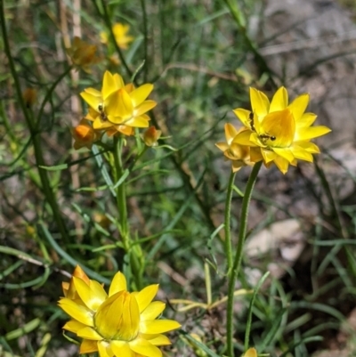 Xerochrysum viscosum (Sticky Everlasting) at Glenroy, NSW - 8 Oct 2021 by Darcy