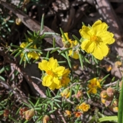 Hibbertia riparia (Erect Guinea-flower) at Glenroy, NSW - 8 Oct 2021 by Darcy