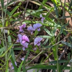 Glycine clandestina (Twining Glycine) at Glenroy, NSW - 8 Oct 2021 by Darcy