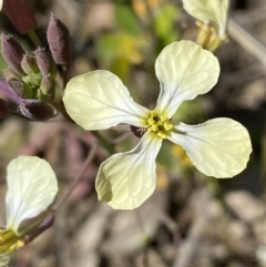 Raphanus raphanistrum (Wild Radish, Jointed Charlock) at Kangiara, NSW - 8 Oct 2021 by Steve_Bok