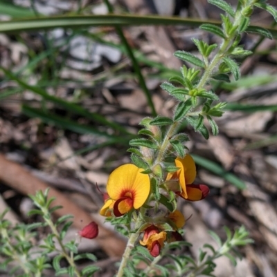 Pultenaea foliolosa (Small Leaf Bushpea) at Glenroy, NSW - 8 Oct 2021 by Darcy