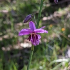 Arthropodium strictum (Chocolate Lily) at Glenroy, NSW - 8 Oct 2021 by Darcy