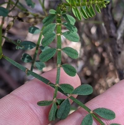 Indigofera adesmiifolia (Tick Indigo) at Glenroy, NSW - 8 Oct 2021 by Darcy