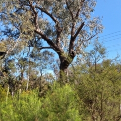 Eucalyptus bridgesiana (Apple Box) at Greenleigh, NSW - 8 Oct 2021 by LyndalT