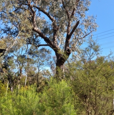 Eucalyptus bridgesiana (Apple Box) at Greenleigh, NSW - 8 Oct 2021 by LyndalT