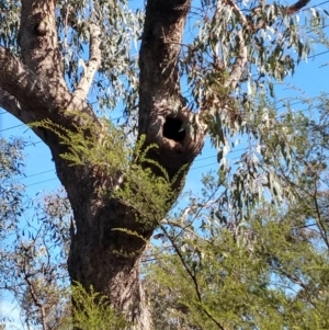 Eucalyptus bridgesiana at Greenleigh, NSW - 8 Oct 2021