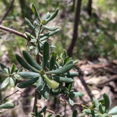 Persoonia rigida (Hairy Geebung) at Glenroy, NSW - 8 Oct 2021 by Darcy