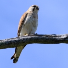 Falco cenchroides (Nankeen Kestrel) at Holt, ACT - 8 Oct 2021 by Kurt