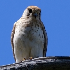 Falco cenchroides at Holt, ACT - 8 Oct 2021 12:47 PM