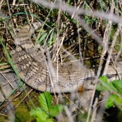 Tiliqua scincoides scincoides (Eastern Blue-tongue) at Molonglo River Reserve - 8 Oct 2021 by Kurt