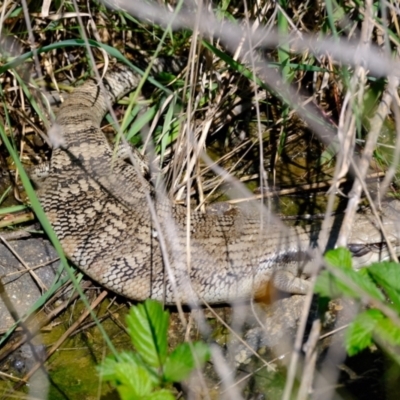 Tiliqua scincoides scincoides (Eastern Blue-tongue) at Lower Molonglo - 8 Oct 2021 by Kurt