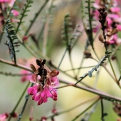 Indigofera adesmiifolia (Tick Indigo) at Glenroy, NSW - 27 Sep 2021 by KylieWaldon