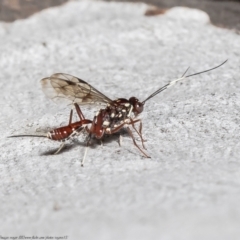 Paraphylax anax (Red Ichneumon Wasp) at Molonglo Valley, ACT - 7 Oct 2021 by Roger