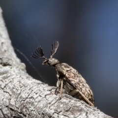 Ptilophorus sp. (genus) (Wedge-shaped beetle) at Bruce, ACT - 8 Oct 2021 by Roger