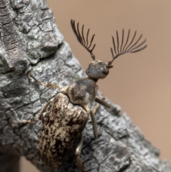 Trigonodera sp. (genus) at Bruce, ACT - 8 Oct 2021