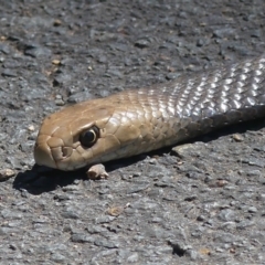 Pseudonaja textilis (Eastern Brown Snake) at Lake Ginninderra - 8 Oct 2021 by Anniecarr