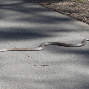 Pseudonaja textilis at Belconnen, ACT - 8 Oct 2021