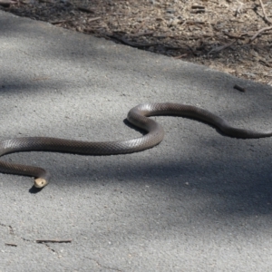 Pseudonaja textilis at Belconnen, ACT - 8 Oct 2021