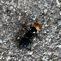 Creophilus erythrocephalus (Devil's coach horse, Rove beetle) at Murrumbateman, NSW - 7 Oct 2021 by SimoneC