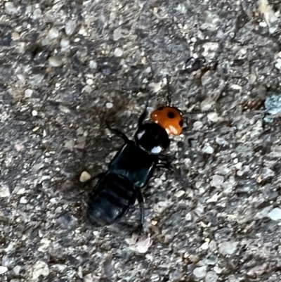 Creophilus erythrocephalus (Devil's coach horse, Rove beetle) at Murrumbateman, NSW - 7 Oct 2021 by SimoneC