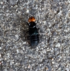 Creophilus erythrocephalus at Murrumbateman, NSW - 7 Oct 2021