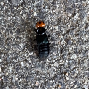 Creophilus erythrocephalus at Murrumbateman, NSW - 7 Oct 2021