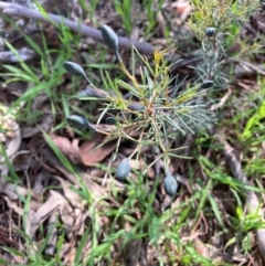 Gompholobium huegelii (pale wedge–pea) at Hall, ACT - 8 Oct 2021 by Rosie