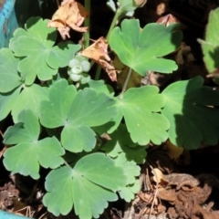 Aquilegia sp. at Macarthur, ACT - 8 Oct 2021 01:44 PM