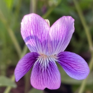 Viola betonicifolia subsp. betonicifolia at Griffith, ACT - 8 Oct 2021 07:46 PM