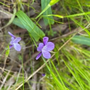 Viola betonicifolia subsp. betonicifolia at Griffith, ACT - 8 Oct 2021 07:46 PM