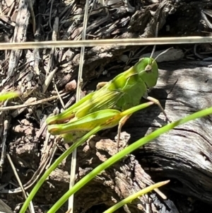 Perala viridis at Murrumbateman, NSW - 7 Oct 2021