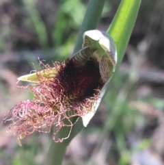 Calochilus platychilus (Purple Beard Orchid) at Watson, ACT - 8 Oct 2021 by Ned_Johnston