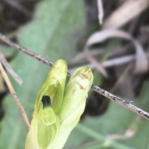 Hymenochilus bicolor at Molonglo Valley, ACT - 8 Oct 2021