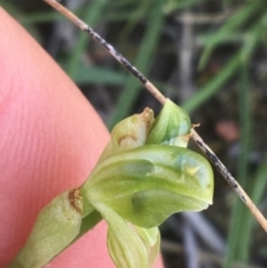 Hymenochilus bicolor (ACT) = Pterostylis bicolor (NSW) at Molonglo Valley, ACT - suppressed