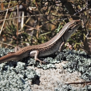 Liopholis whitii at Mount Clear, ACT - 8 Oct 2021 01:53 PM