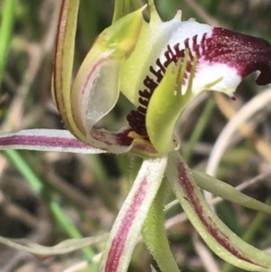 Caladenia atrovespa at Molonglo Valley, ACT - 8 Oct 2021